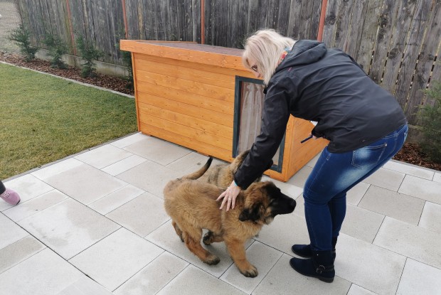 Dexter szigetelt kutyaház